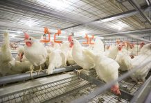Impact of stress on feather cover of laying hens