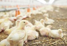 Impact of increasing levels of phytase in diets with variable levels of AA on broilers