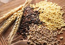 Impact of grain type on performance in broilers under Necrotic Enteritis challenge