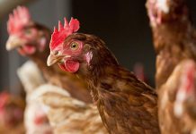 Genetic selection in layers