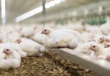 Mexico, gut health improving feed additive improves yellow skin pigmentation in broilers fed AGP-free diets
