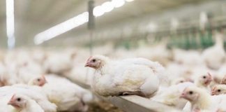 Mexico, gut health improving feed additive improves yellow skin pigmentation in broilers fed AGP-free diets