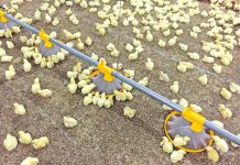 Low protein diets in broilers