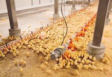 The ability of meat chickens to extract energy from wheat