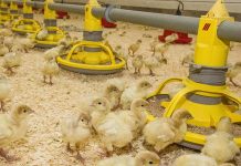 NSP enzymes, gut microbiota and fermentation products