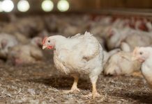 Foodborne pathogens in poultry production