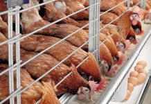 Infectious Laryngotracheitis (ILT) outbreaks in laying hens in Konya province