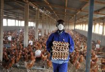 Poultry production in the Democratic Republic of Congo