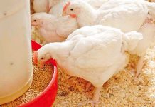 Feeding management of broiler breeders