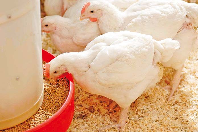 How to feed broiler chickens