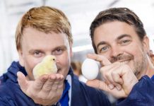 In Ovo method of determining chicks’ sex before hatching