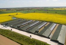 Trends in the poultry production and market for sustainability