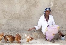 Sustainable chicken farming in Ethiopia