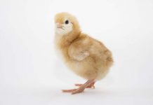 NOVOGEN bolsters upper management to match increased growth