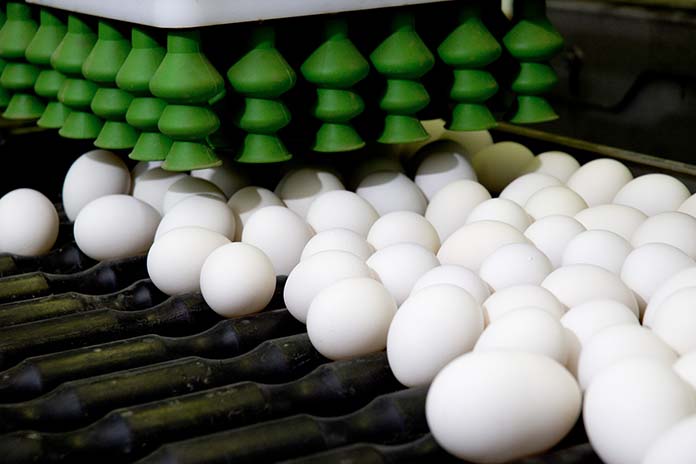 The role of Asia in egg production