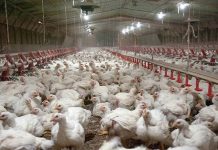 Gut health and Coccidiosis