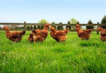 Hubbard outlining trends in the Premium chicken market