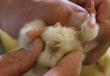 How chicks quality is affected by navel development