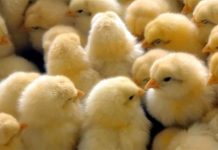 Cobb Germany “Christmas get together”