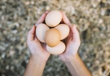 DHA enriched eggs using microalgae in layer diets