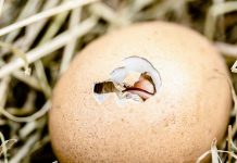 What happens during transfer?