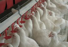 Biosecurity. Cleaning and disinfection on an organic poultry farm