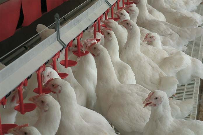 disinfectant spray in poultry