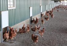 Alternative systems: pros and cons