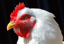 Aviagen and PPR Broiler mark 10 years of working together