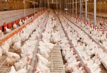 Salmonella control in broiler breeders