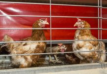 Blackhead disease: development of molecular tests and an in vitro assay to identify reservoirs and sanitation strategies