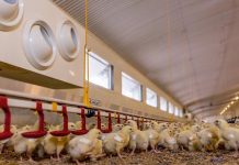 Better climate control in poultry houses with IPT advanced technology