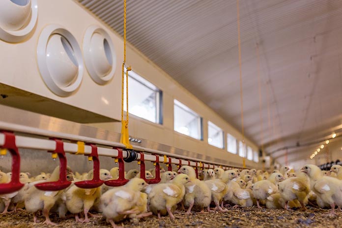 Better Climate Control In Poultry Houses With Ipt Advanced Technology