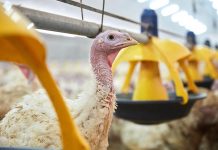 Roxell launches Titan, the largest feeder pan on the market for large turkeys