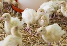 Turkey arthritis reovirus. Diagnostic strategies