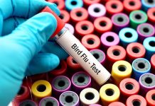 Iran reports new H5N1 outbreak in northern poultry flock