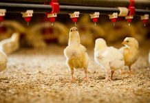 Pre-Placement checklist