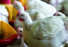 The effects of a multi-enzyme and Bacillus probiotic combinations on calcium and phosphorus digestibility and broiler performance