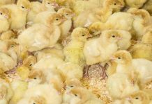 Air pressure in the hatchery