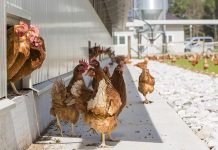 Impact of layer alternative systems on management and production costs