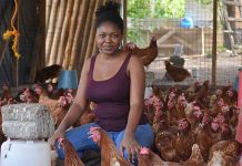 Animal farming and rural development in Africa