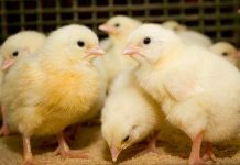 Five Nations share flock management facts at the SweChick seminar