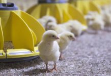 Ogawa AG becomes new Roxell distributor in Japan