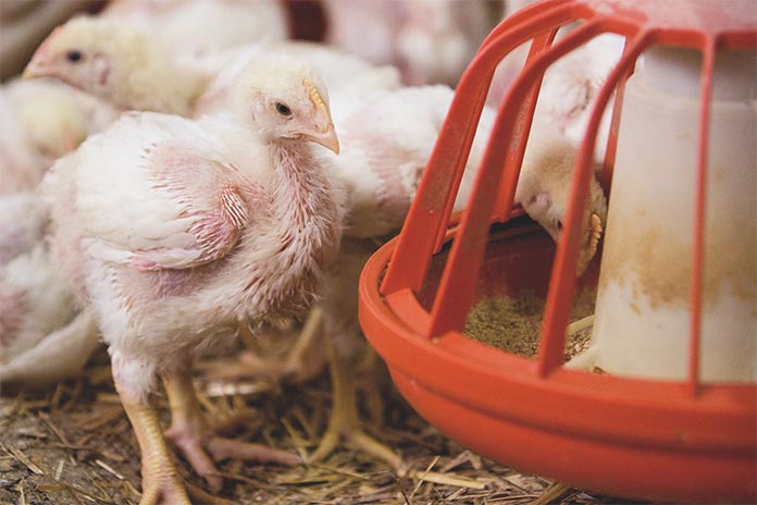 First-Ever Report of antimicrobial ase across U.S. broiler chickens and turkeys