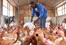 Poultry Africa returns to Rwanda