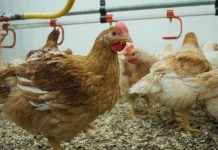 Aviagen Slower-Growing Breeds get stamp of approval by Italian Ministry of Agriculture