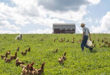 Farmers’ perceived importance of biosecurity practices and actual performance on farm