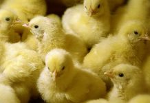 Considerations for a better quality of chicks