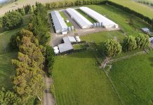 Advantages and disadvantages of Coccidiosis control programs in poultry