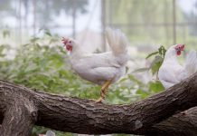 Breeding for a sustainable industry